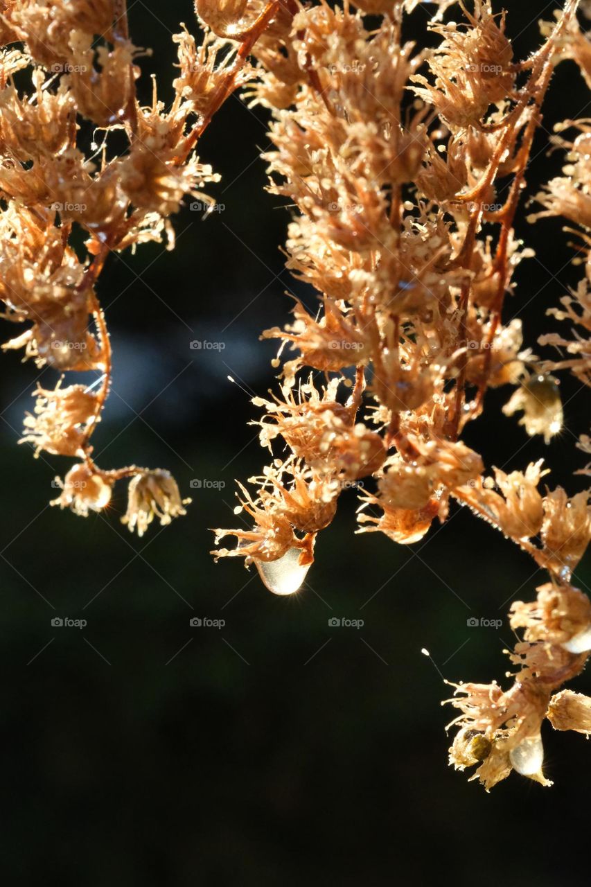 Droplet clinging to dry flower. 