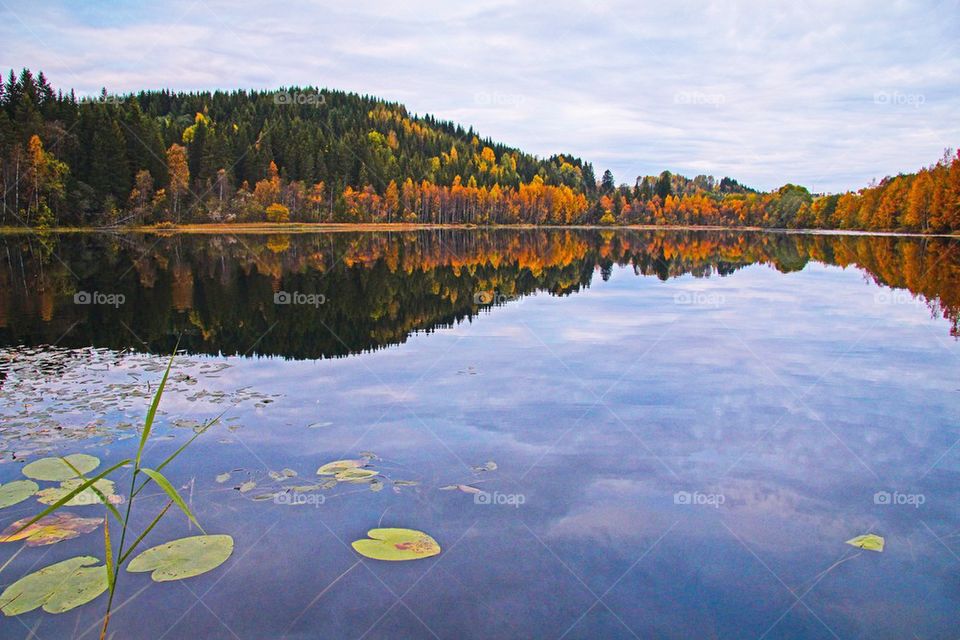 Lake surrounded by forest