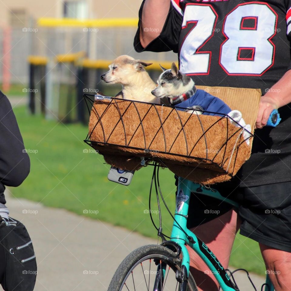 Spring with dogs in bicycle 