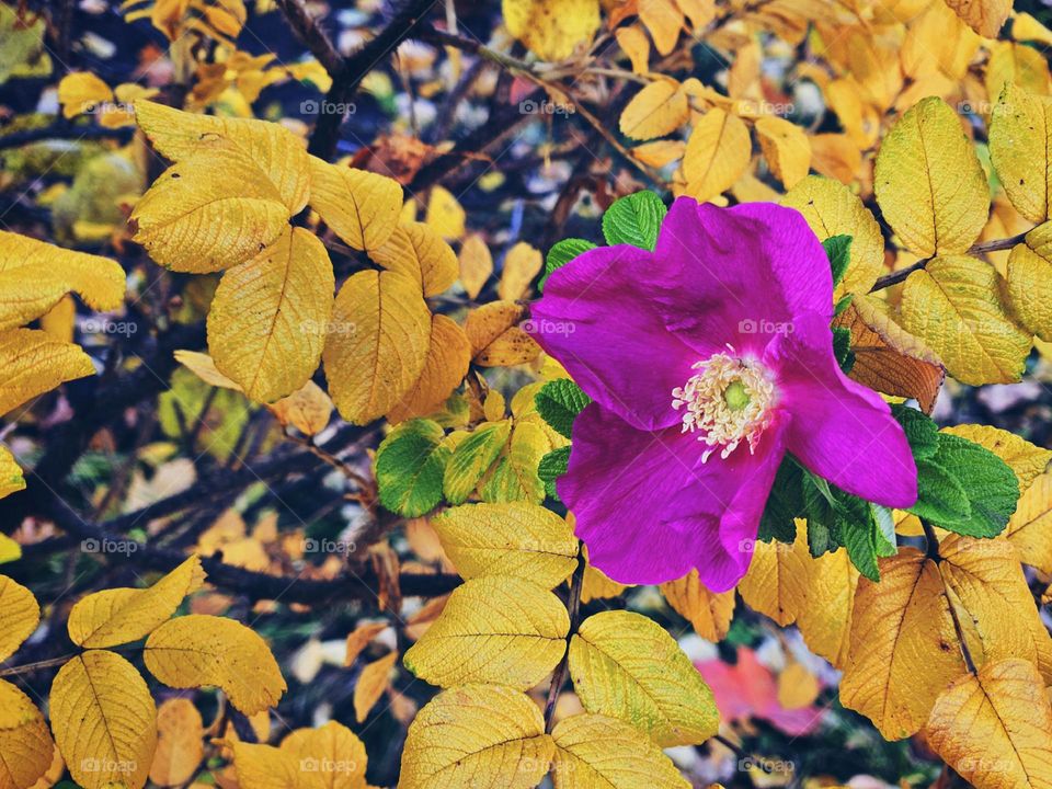 Blooming in the autumn