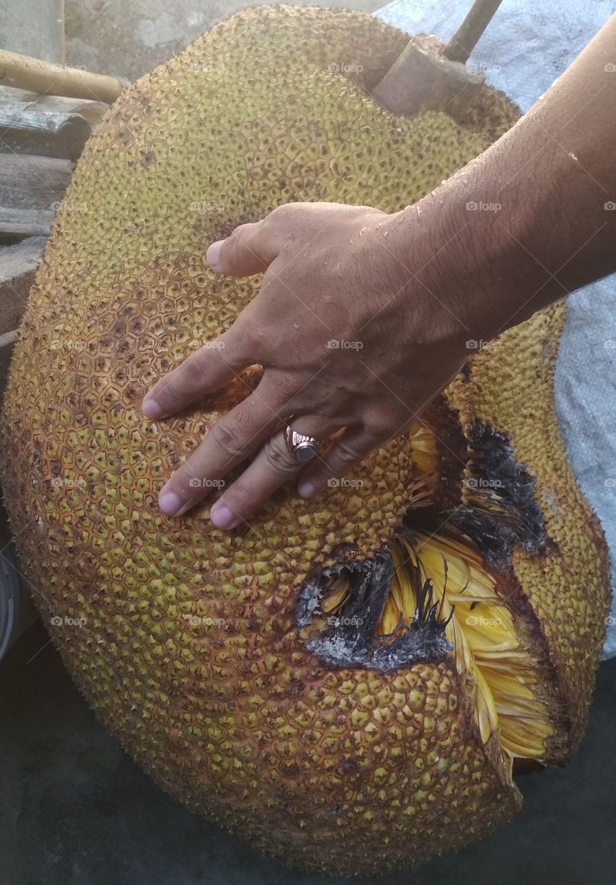 So sweat.. Jackfruit from the tree behind my house