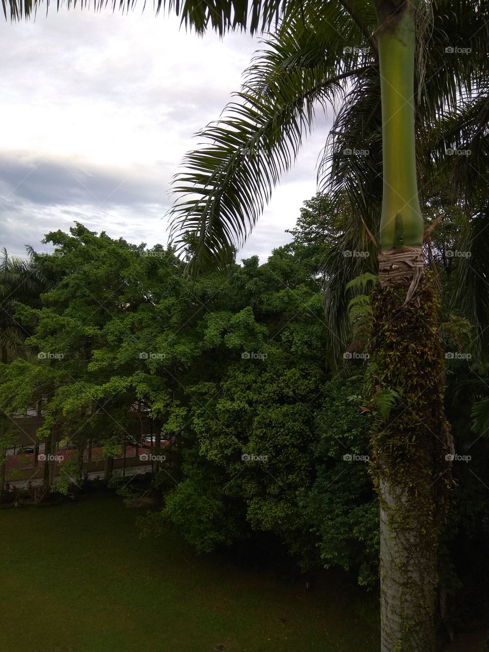 Green in the city, Mont Kiara Kuala Lumpur Malaysia