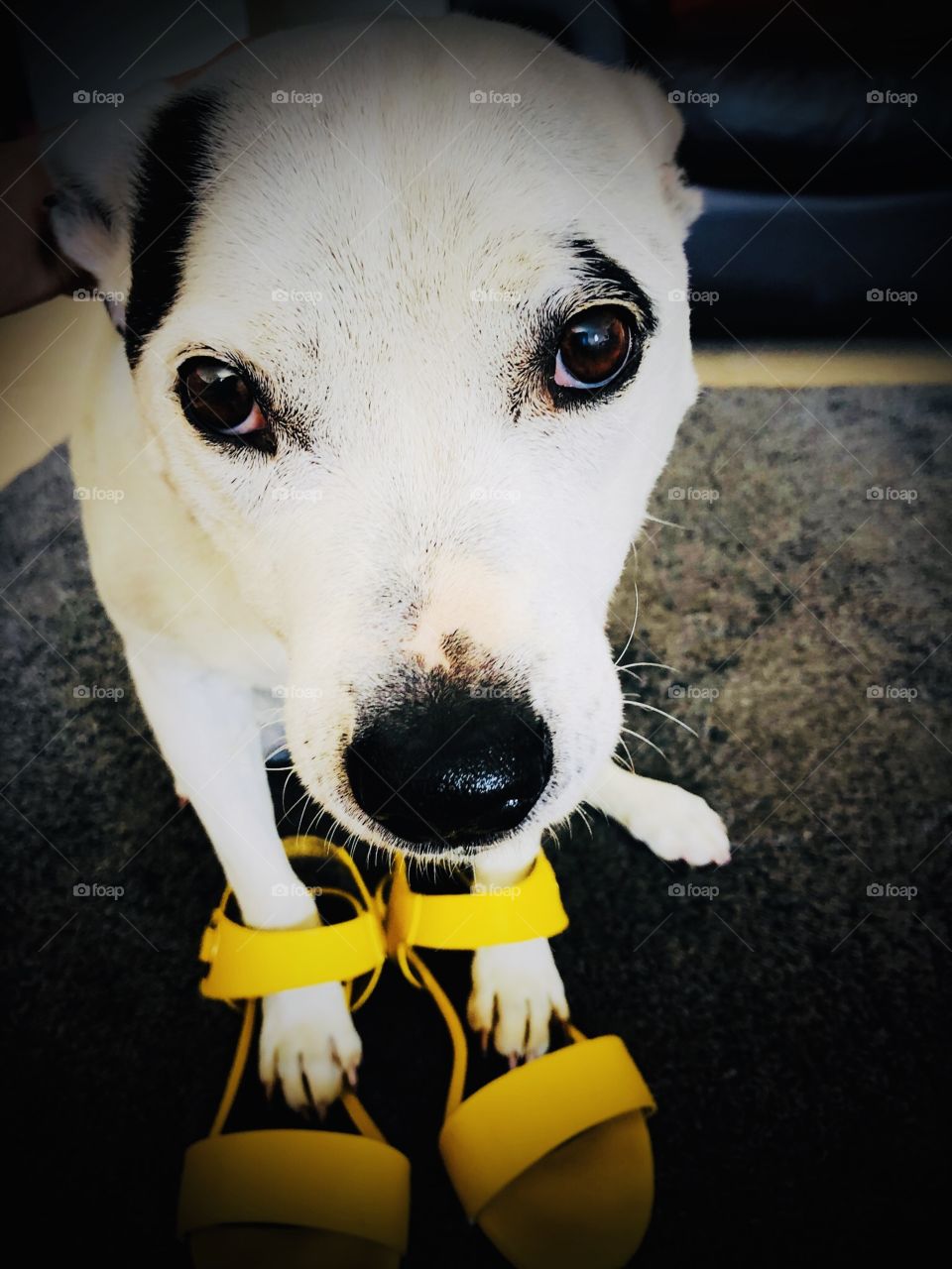 Mmmm... I do believe someone is wanting to go for a walk 🤔