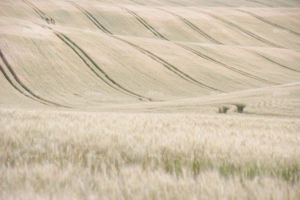 Fields of Moravia in the Czech Republic