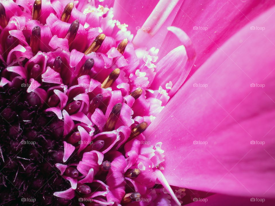 Part of a deep pink flower