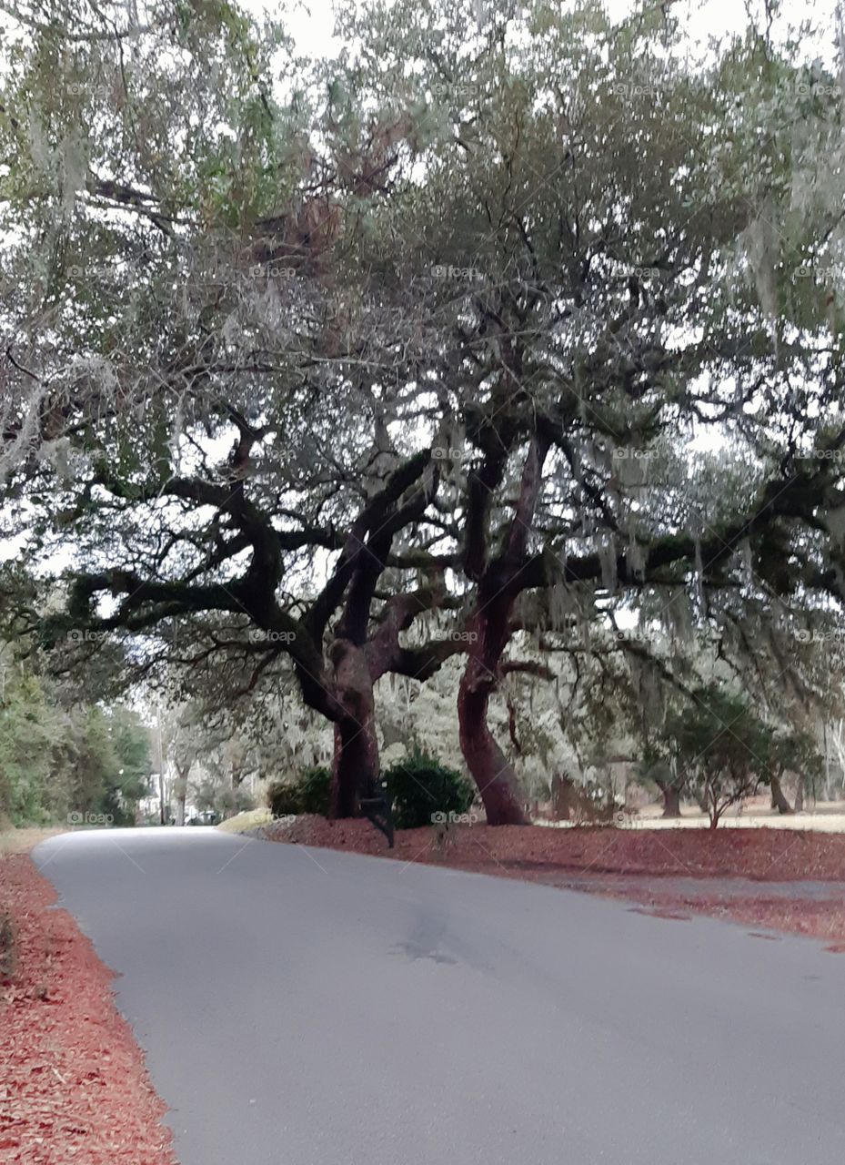 two of my favorite oak trees. I look at them and see them dancing.