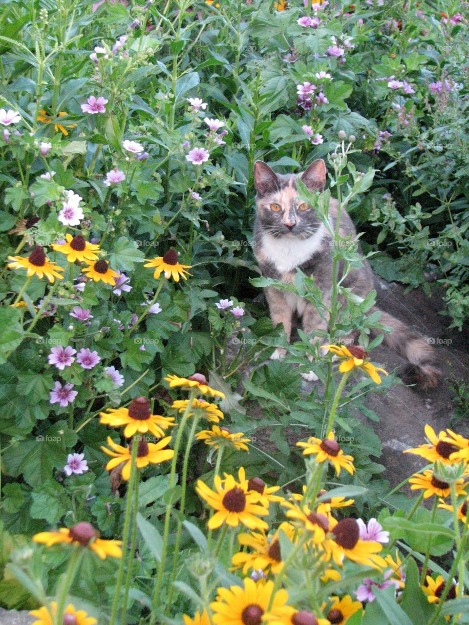 Gypsie Girl, flowers 