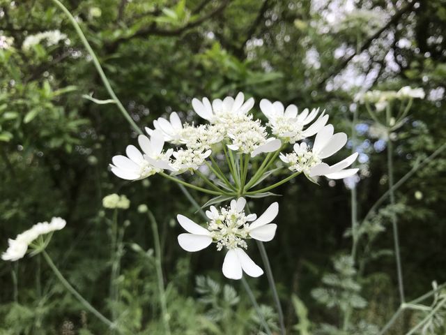White flowers against the green leaves of the trees and the grass in the woods.