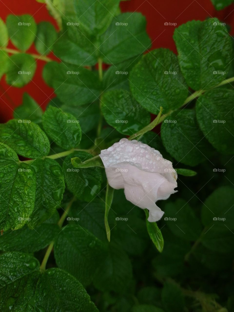 My first rose ❤️