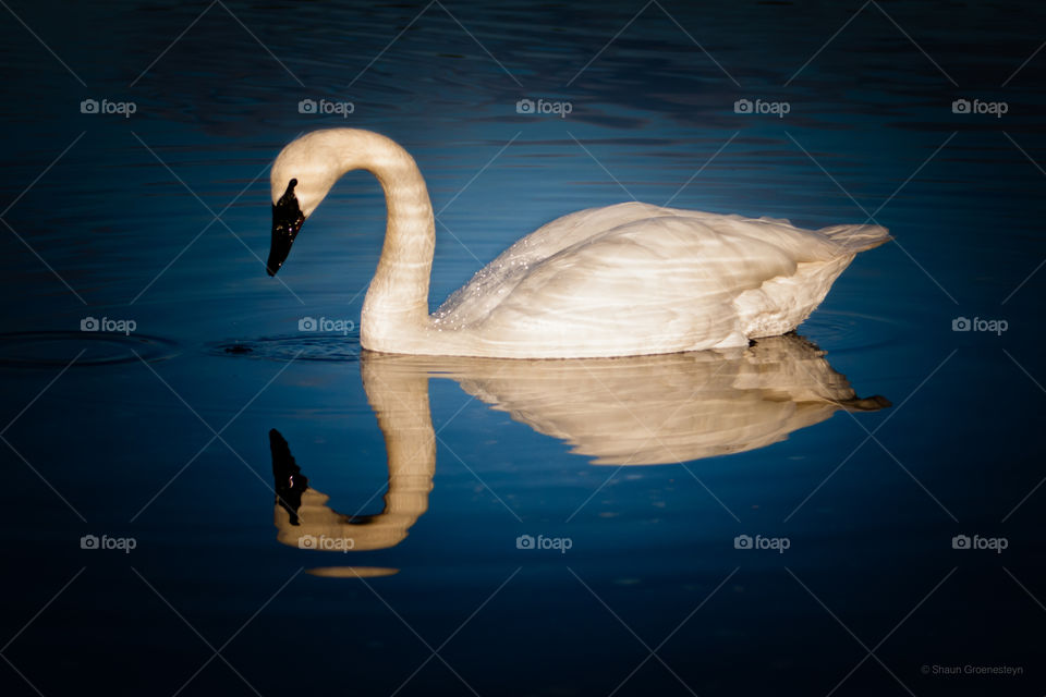 Swan reflected on river