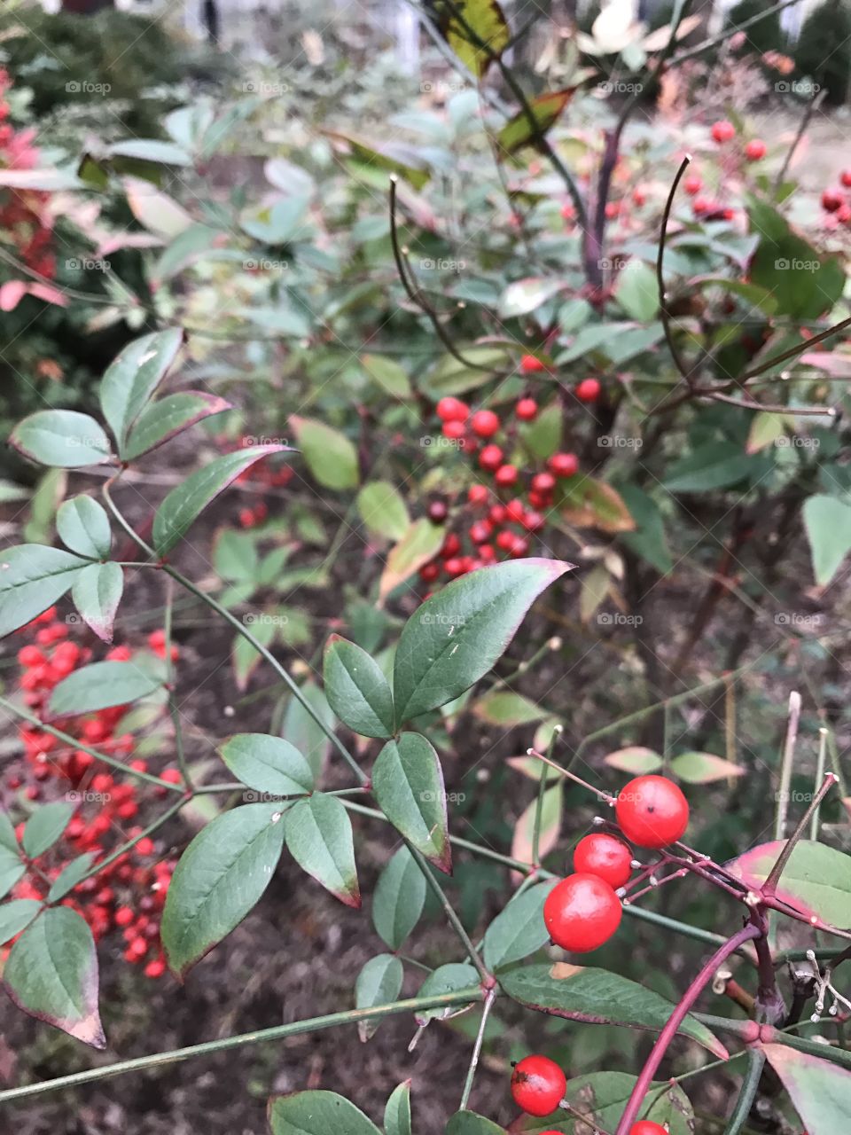 Berries on a Bush 