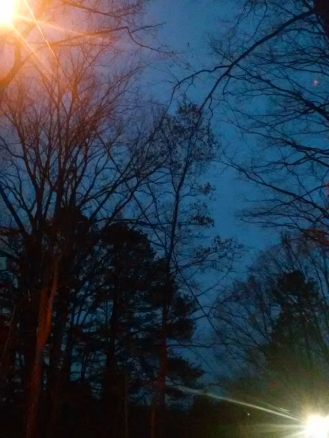 tree