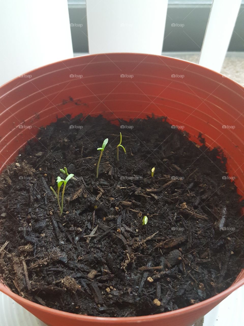 growing