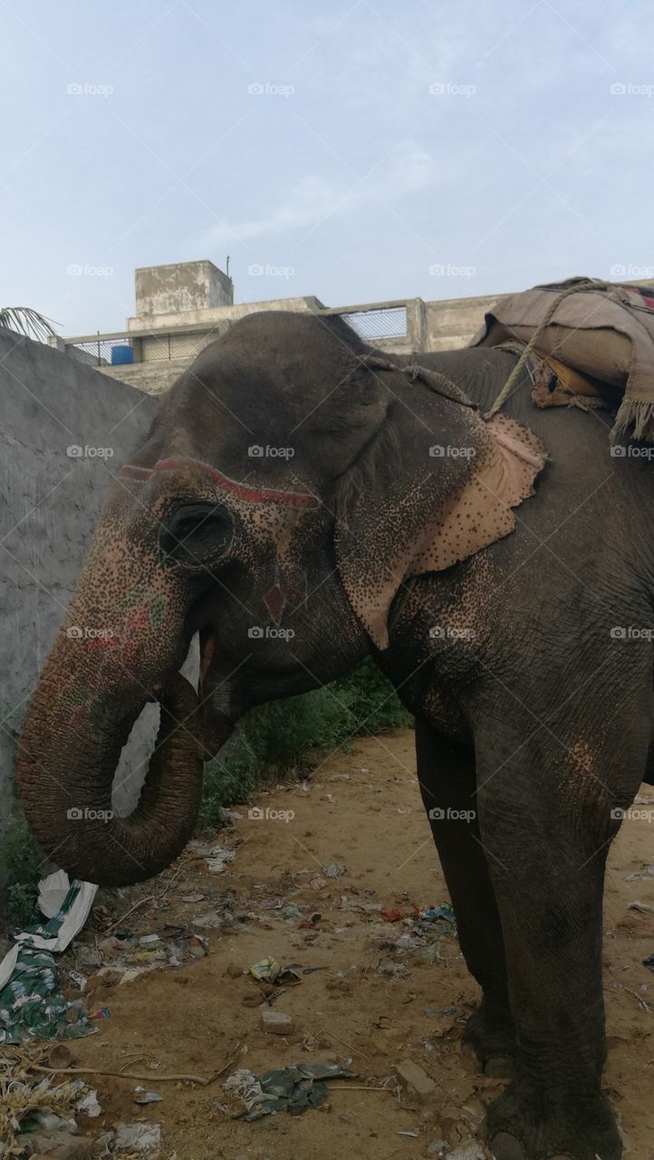 smiling elephant