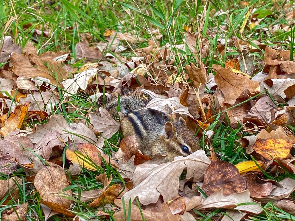 Chipmunk 