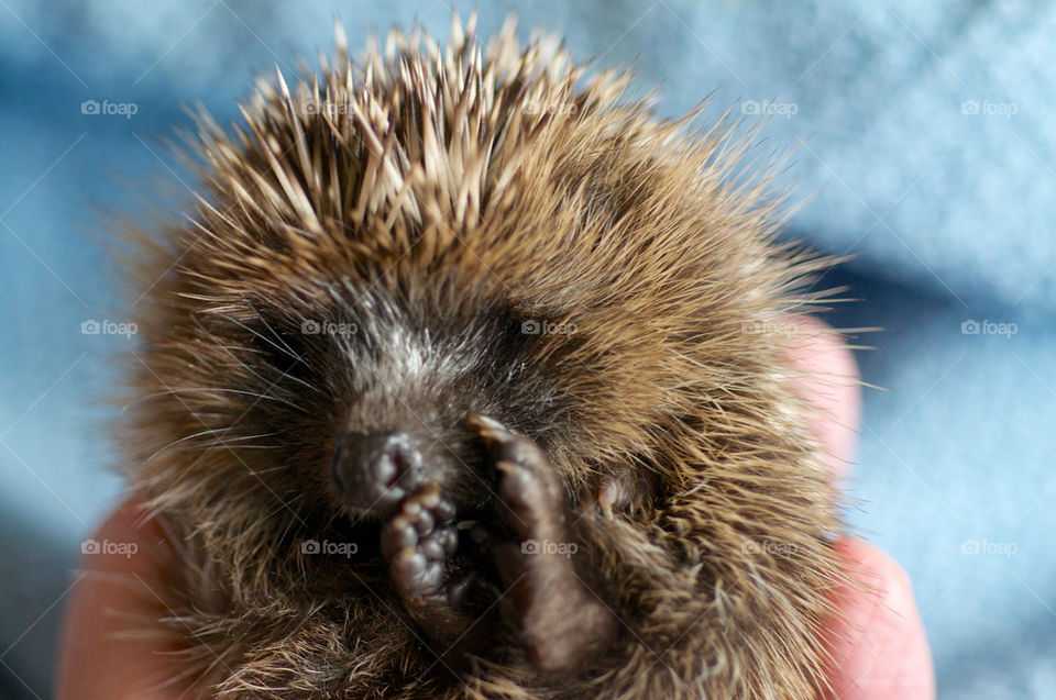 baby animal hedgehog rescue by photocatseyes