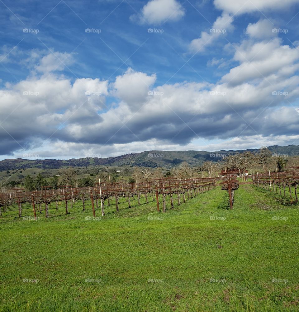 Vineyards