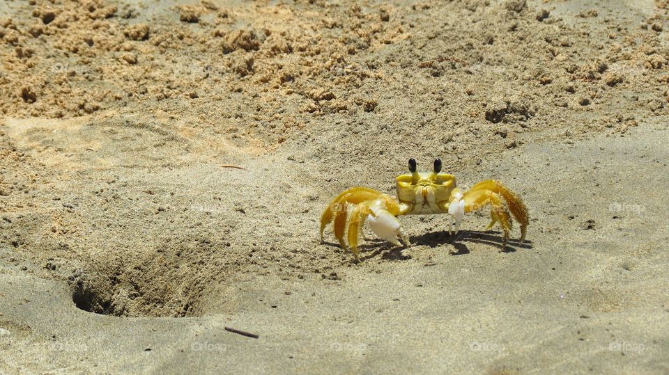 Crab watching