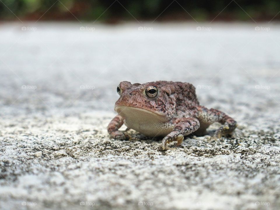 Toad