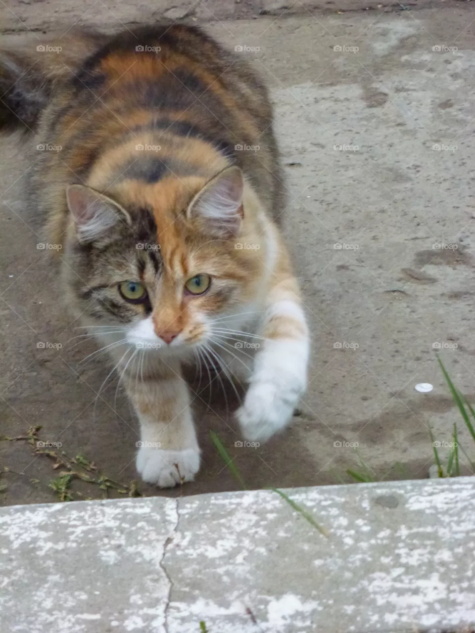 Street cat