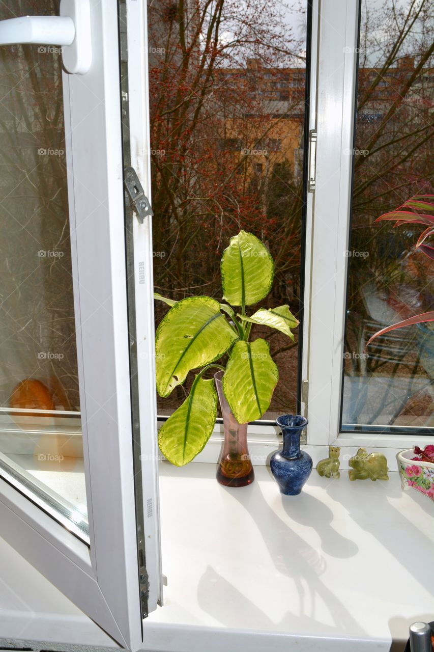 Window, Indoors, No Person, House, Leaf