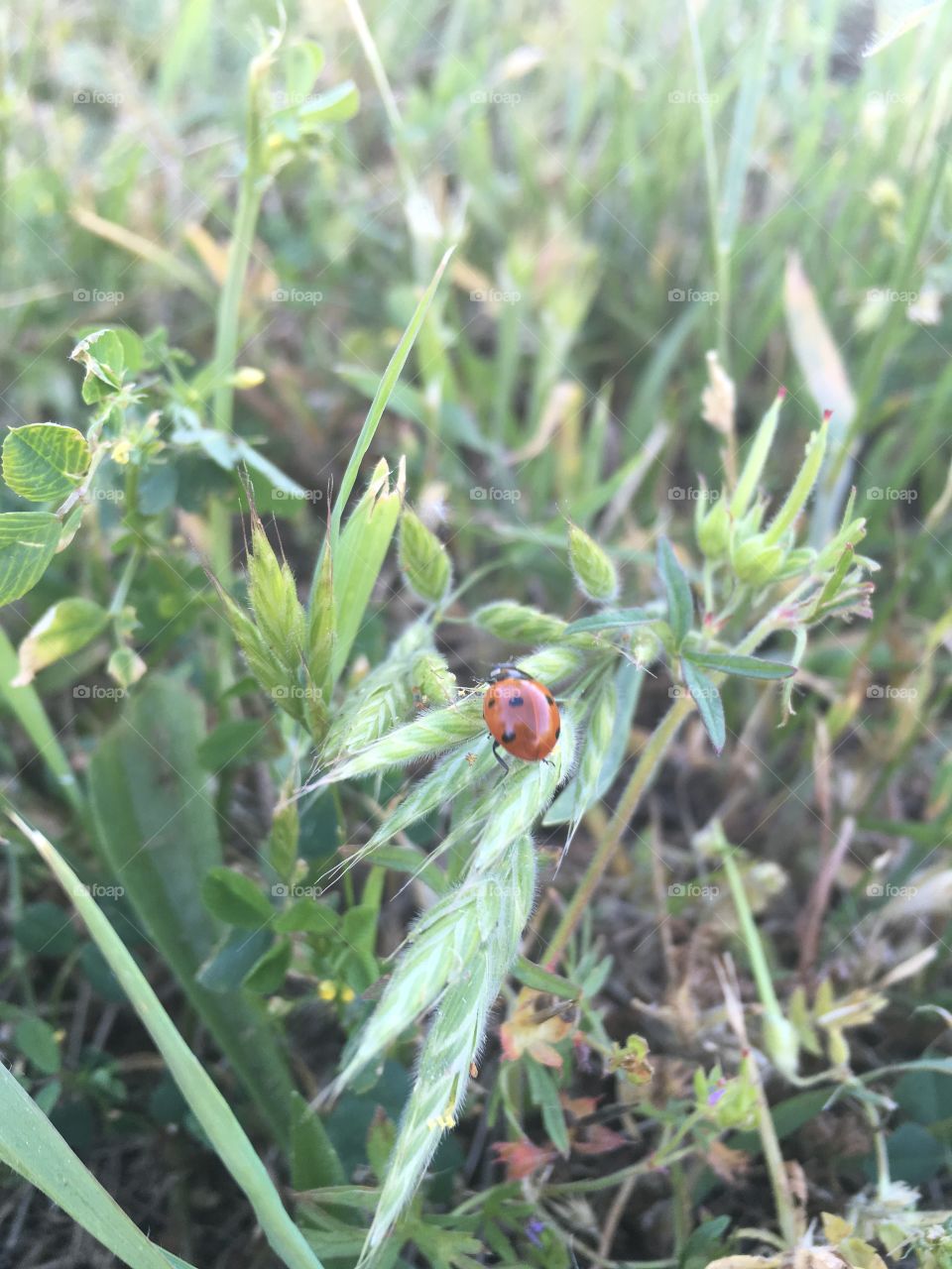 Lady bug 