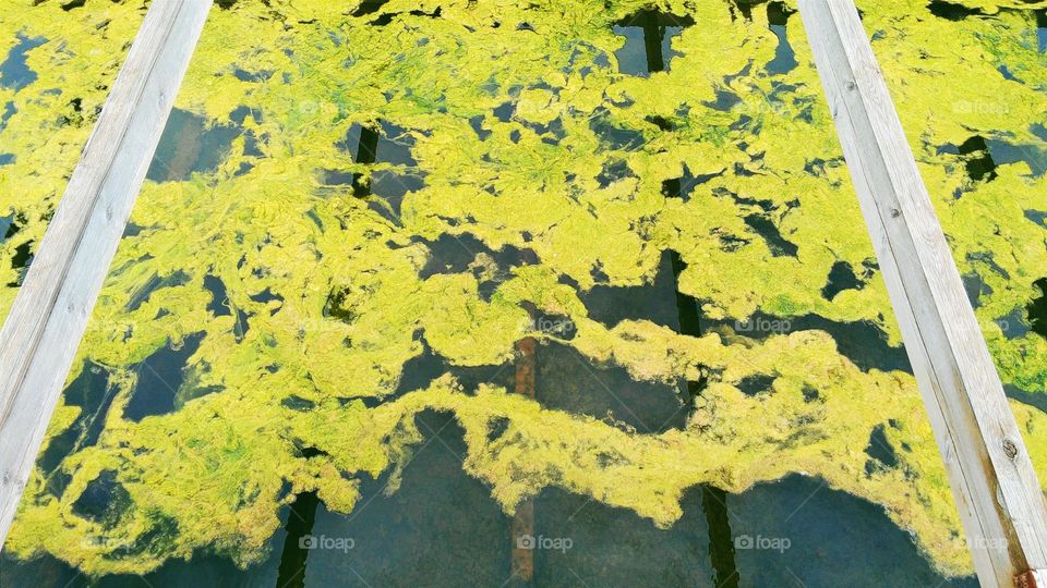 Green duckweed on the water