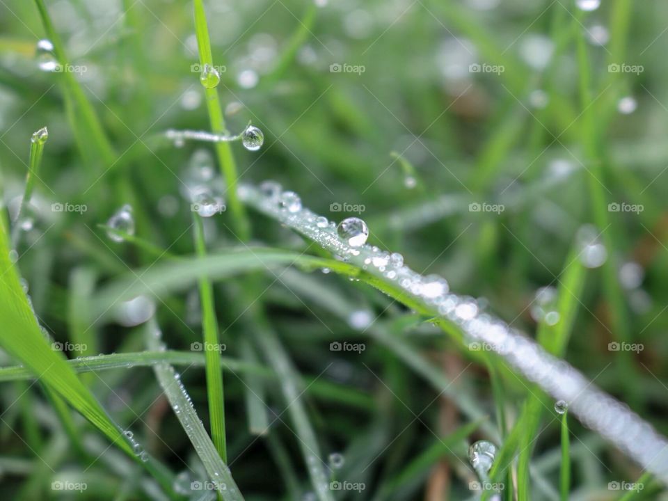 Dew in the morning