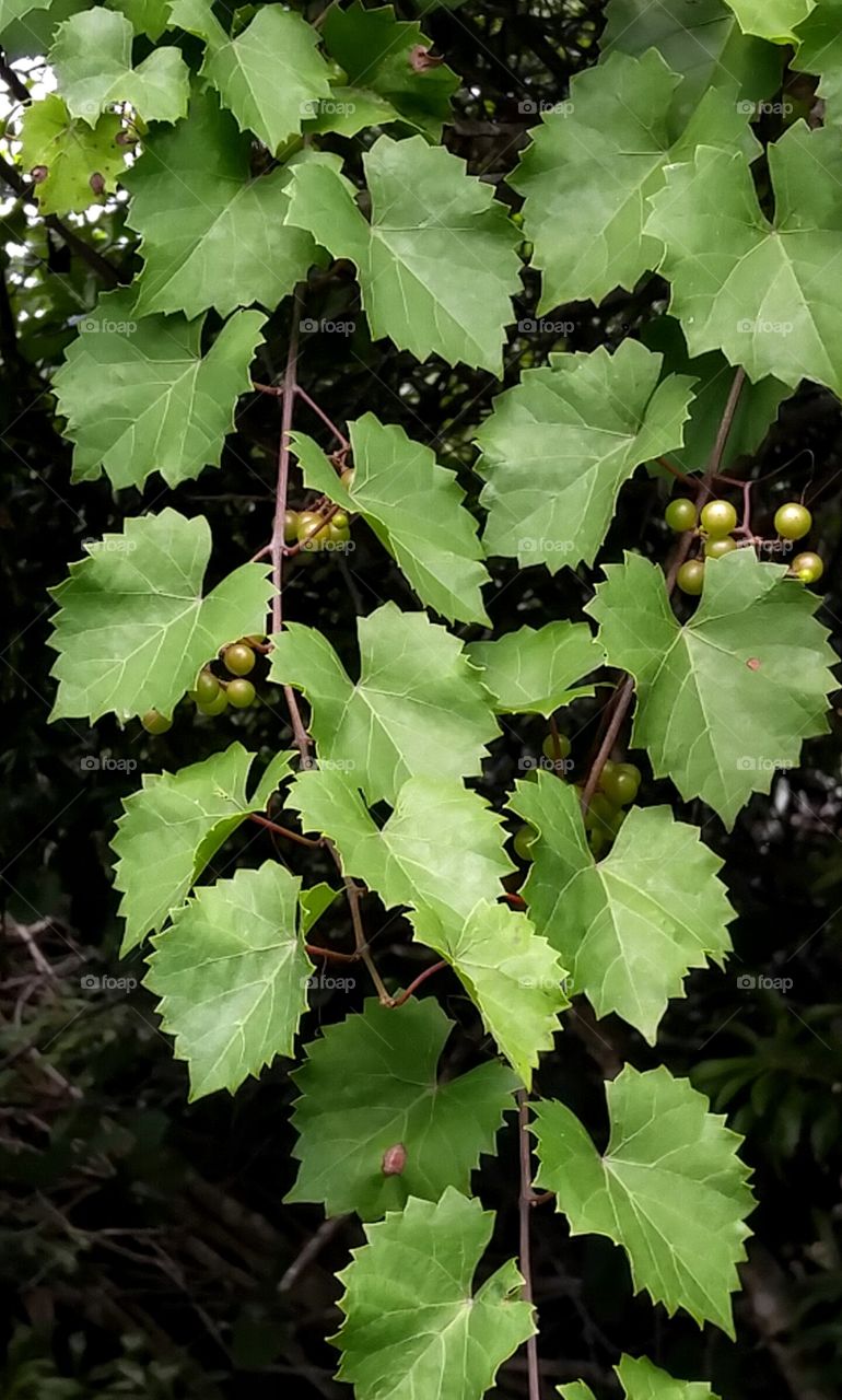 leaves and branches