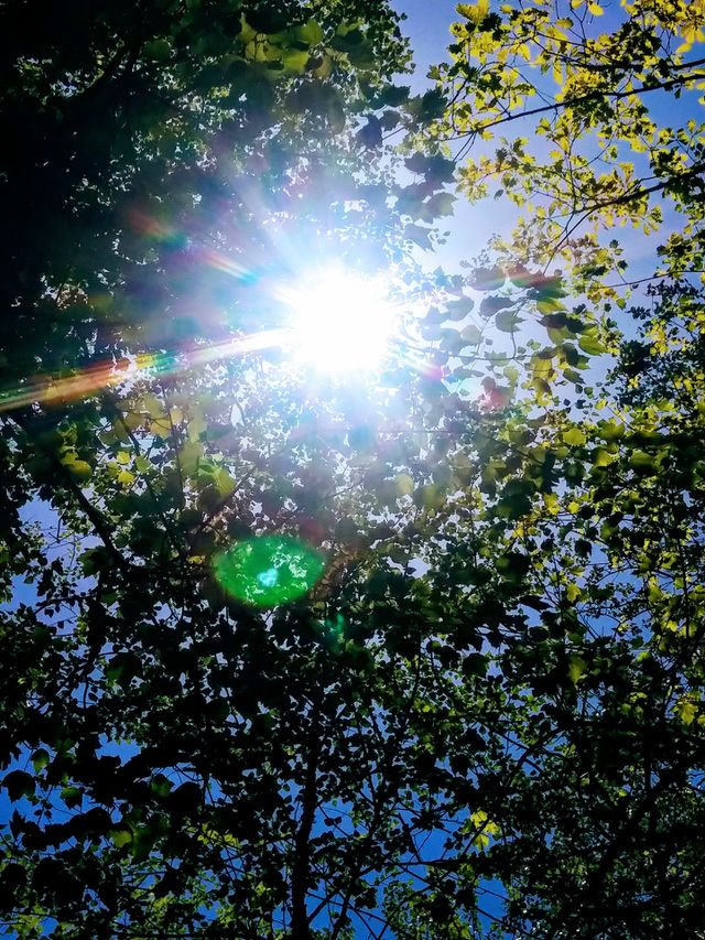 sunlight