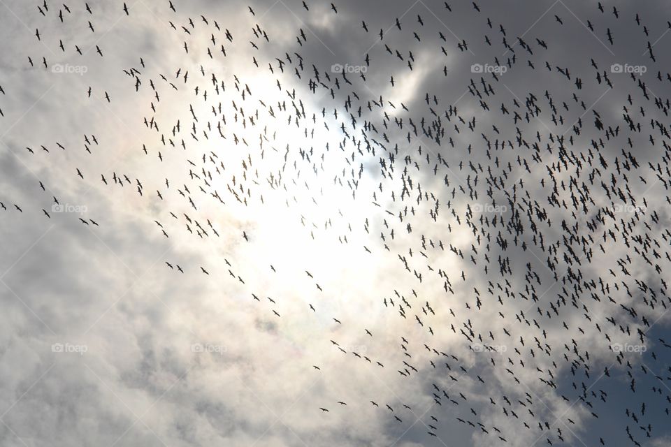Migrating demoiselle cranes soar high in the sky, Rajasthan, India  . Migrating demoiselle cranes soar high in the sky, Rajasthan, India  
