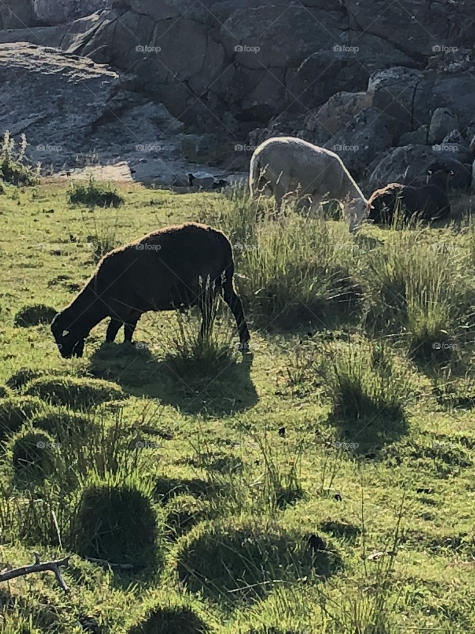 Grazing sheep