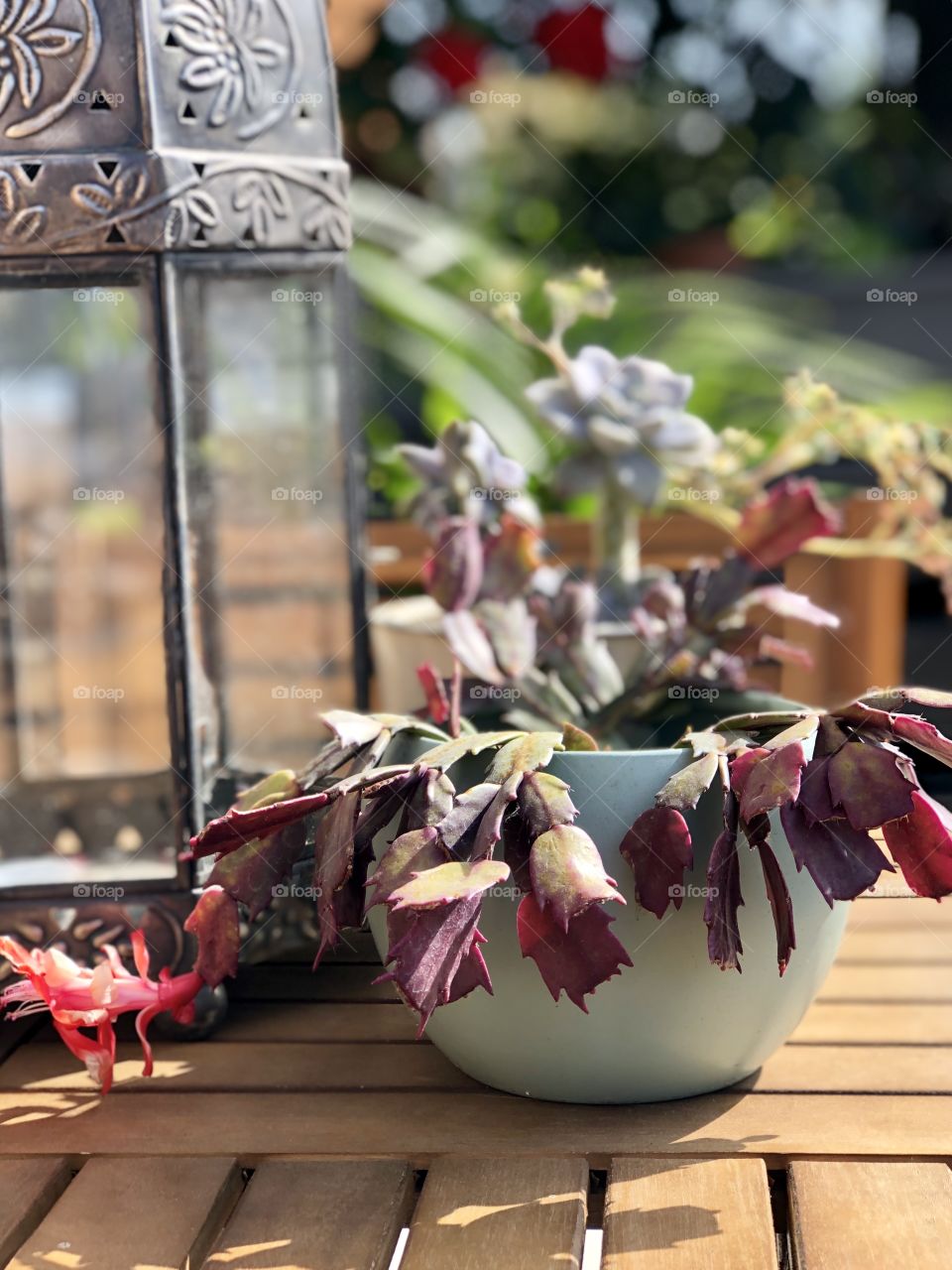 Christmas cactus and other succulents decorate table
