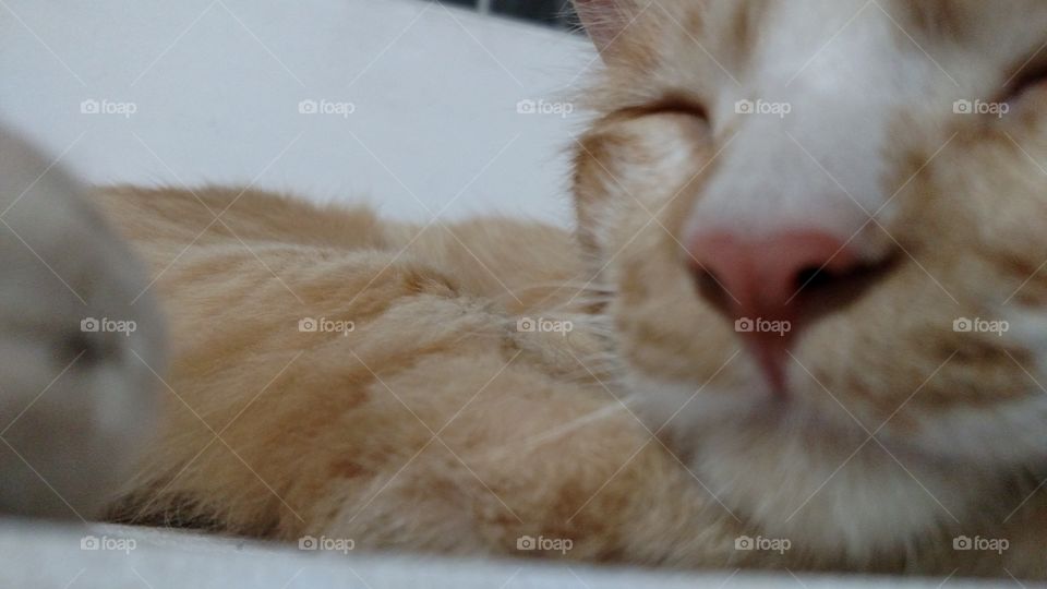 cat, nose