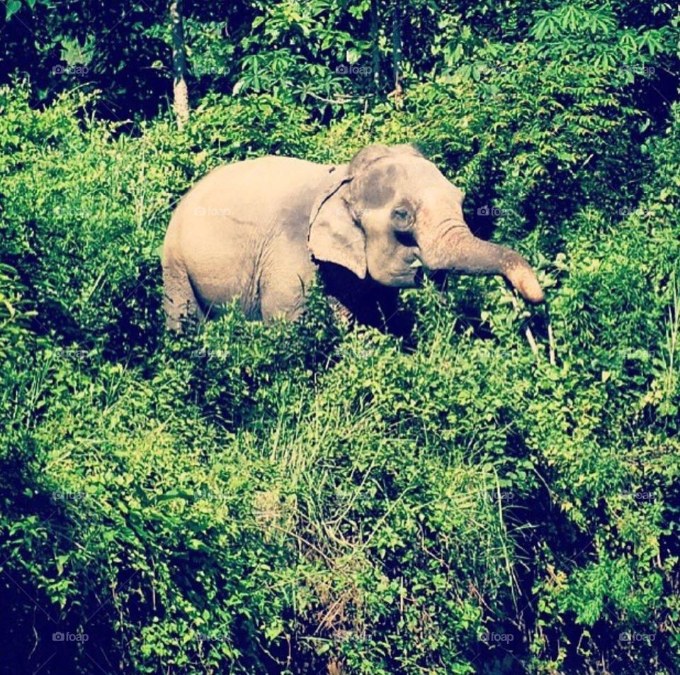 Elephant eating a green grasses in jungle 