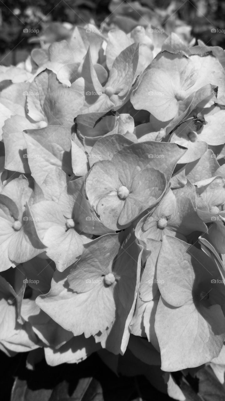 black and white. hydrangea