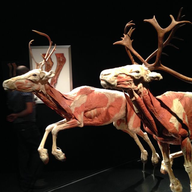 Animals Inside Out