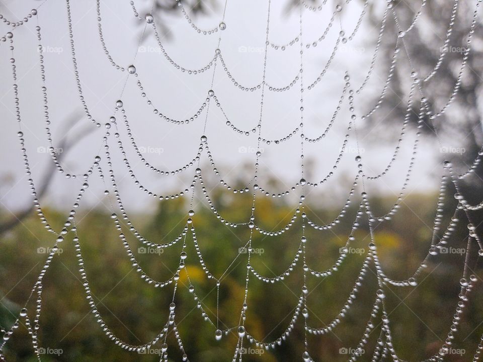 rain drops on spider web