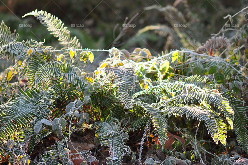Frosty Forest Ferns