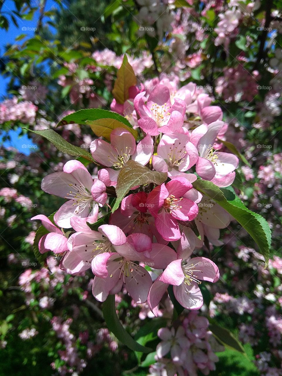Весенний буйный цвет. Яблони в цвету.
