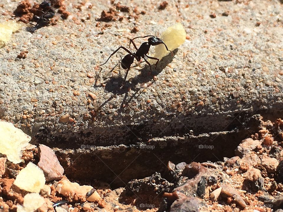 Worker ant carrying a large potato chip closeup   Conceptual ie. strength, adversity, dreamer, (see keywords for other ideas). 