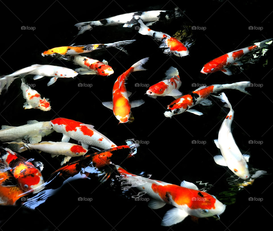 koi fish with black background