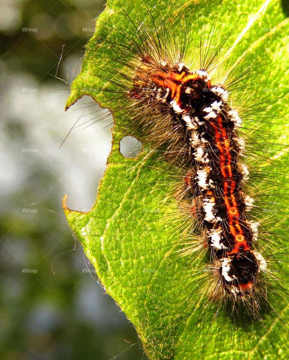colourful caterpillar