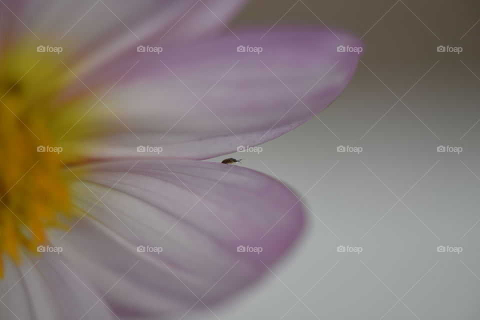 Tiny insect crawling on a pink petal.