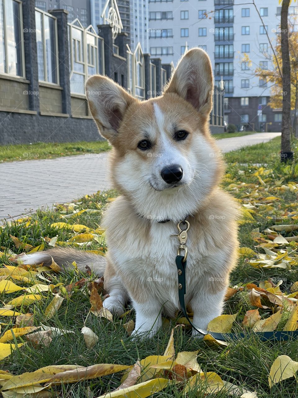 corgi on a walk