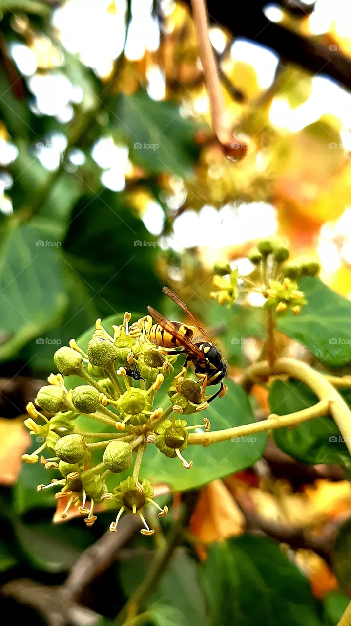 bee