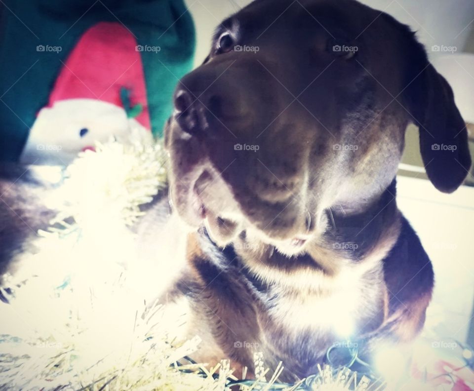 Christmas#time#decoration#pet#dog#animal#model#cute