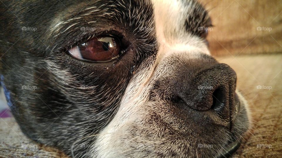 Boston Terrier Portrait