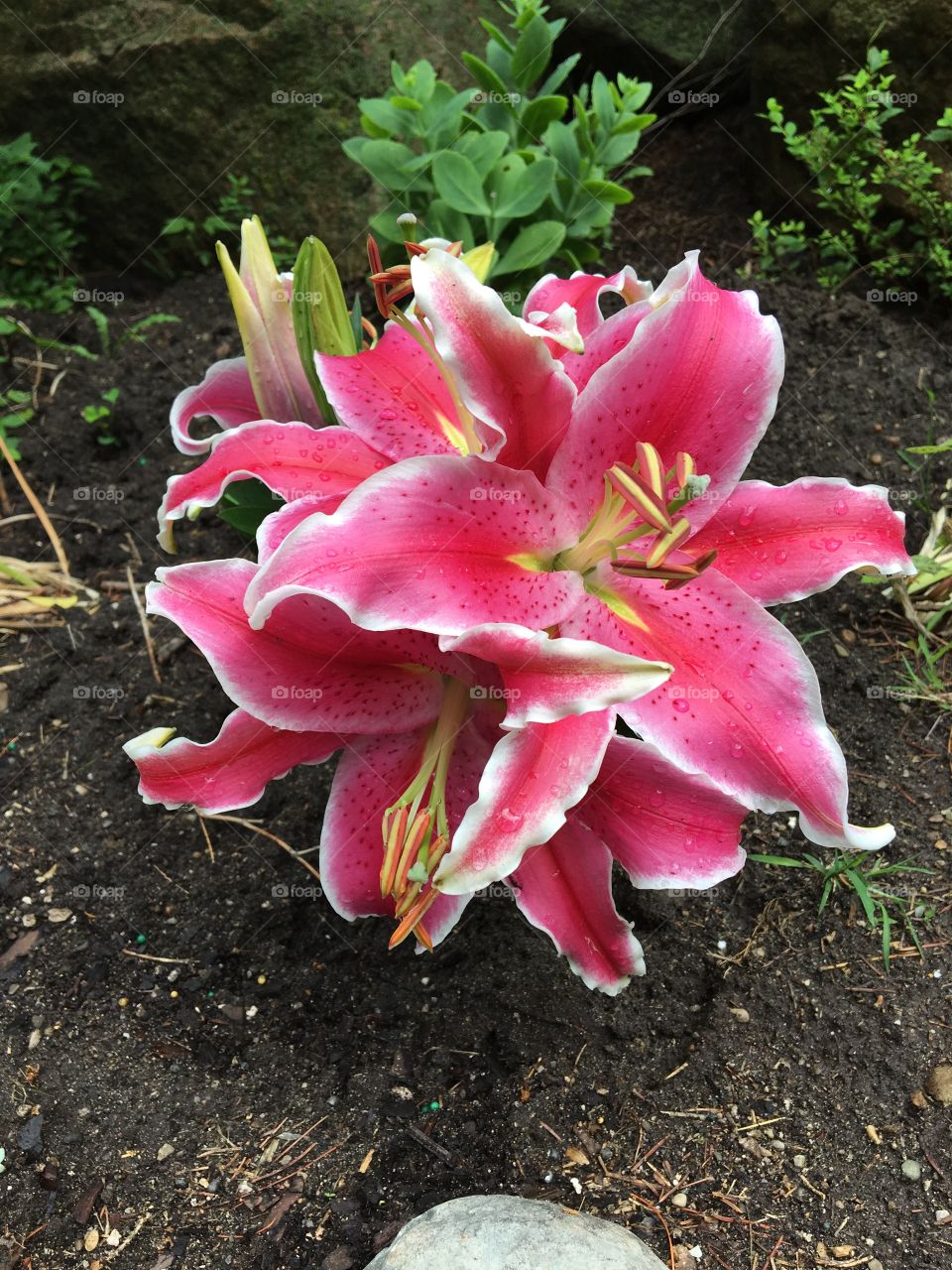 Lily is in my garden