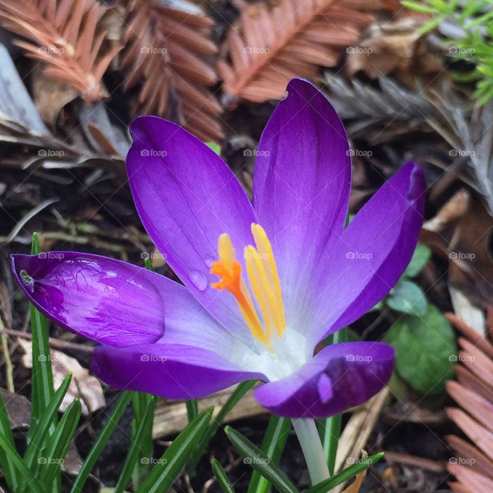 Ruby Giant crocus